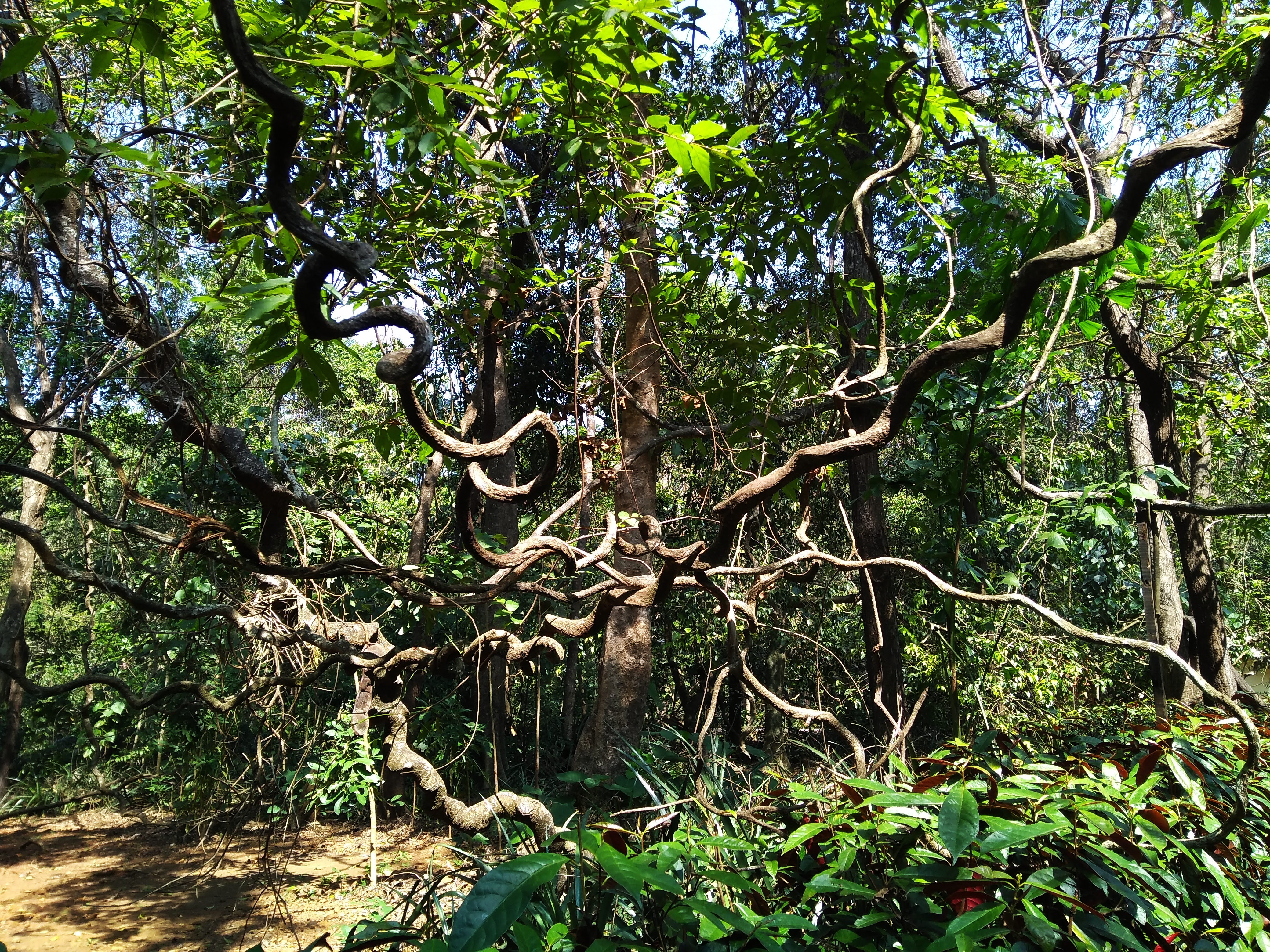 Hidden waterfall inside a Western Ghats rainforest near Goa